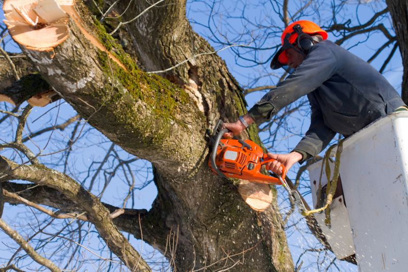 Tree Debris Removal