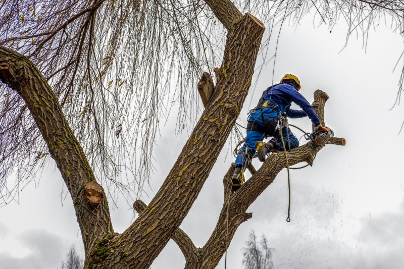 Professional Tree Service Teams
