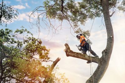 Arborists and Tree Care Specialists
